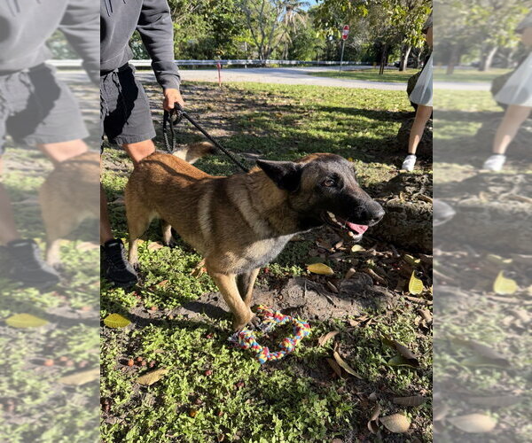 Medium Photo #3 Mutt Puppy For Sale in Imlay City, MI, USA