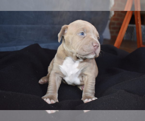 Medium Photo #9 American Bully Puppy For Sale in WINCHESTER, VA, USA