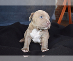 Small Photo #9 American Bully Puppy For Sale in WINCHESTER, VA, USA