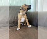 Small Photo #12 Rhodesian Ridgeback Puppy For Sale in KELLER, TX, USA