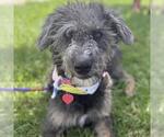 Small #6 Poodle (Miniature) Mix