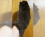Small #3 Pomeranian