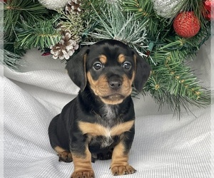 Dachshund Puppy for Sale in KNOXVILLE, Tennessee USA