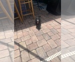 Small #2 Poodle (Standard)