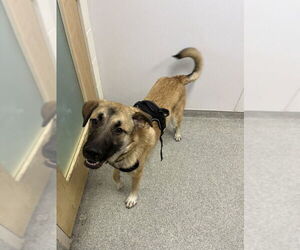 German Shepherd Dog-Mastiff Mix Dogs for adoption in Fort Collins, CO, USA