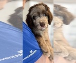Small Photo #63 Aussiedoodle Puppy For Sale in LONGWOOD, FL, USA