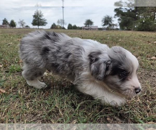 Medium Photo #20 Aussiedoodle Puppy For Sale in WILLS POINT, TX, USA