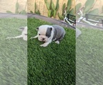 Small Photo #8 Boston Terrier Puppy For Sale in SAN FERNANDO, CA, USA