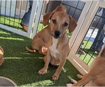 Small #7 Black Mouth Cur Mix