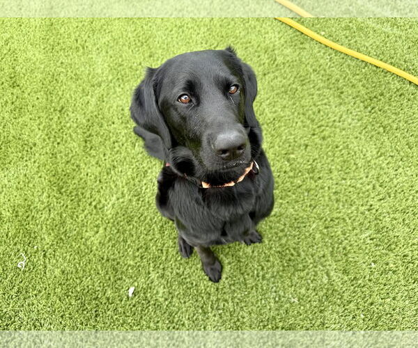 Medium Photo #2 Labrador Retriever Puppy For Sale in Clovis, CA, USA