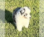 Small #15 Shetland Sheepdog
