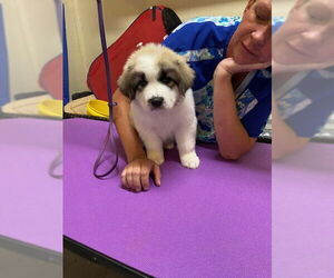 Great Pyrenees-Unknown Mix Dogs for adoption in Pueblo West, CO, USA