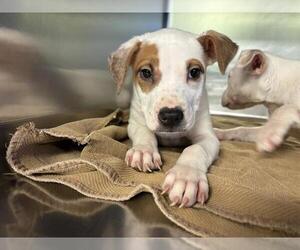 American Staffordshire Terrier-Unknown Mix Dogs for adoption in Grand Prairie, TX, USA
