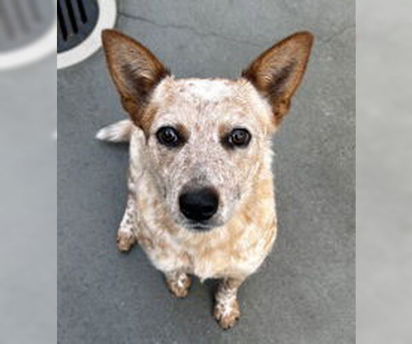 Medium Photo #1 Mutt Puppy For Sale in Salinas, CA, USA