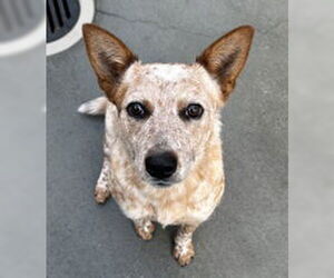 Mutt Dogs for adoption in Salinas, CA, USA