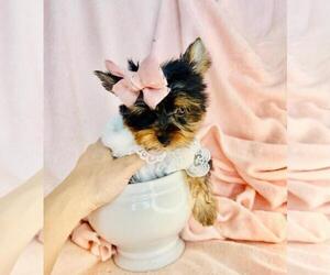 Yorkshire Terrier Puppy for sale in WEST PALM BEACH, FL, USA