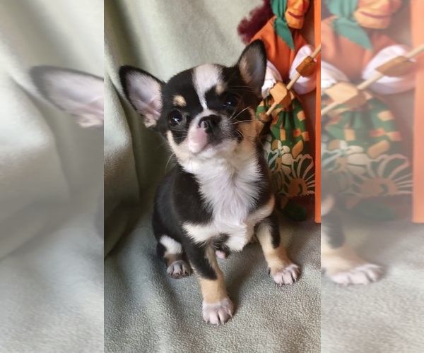 Medium Photo #3 Chihuahua Puppy For Sale in NEWVILLE, PA, USA