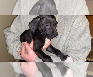 Great Dane Puppy for sale in FAIRLAND, IN, USA