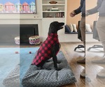 Small #5 Poodle (Standard)