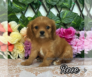 Cavalier King Charles Spaniel Puppy for sale in MIAMI, FL, USA