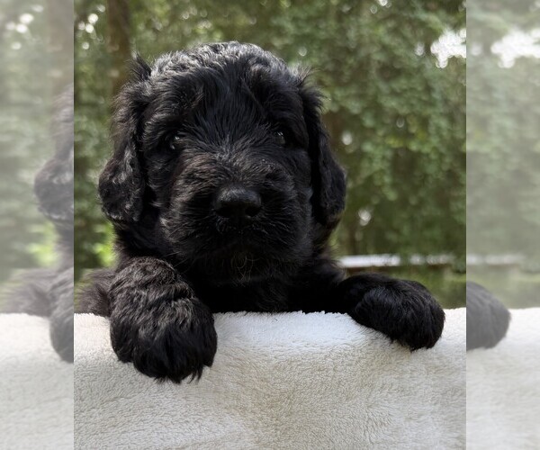 Medium Photo #58 Goldendoodle Puppy For Sale in PIERSON, FL, USA