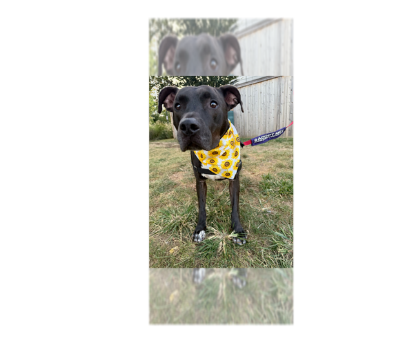 Medium Photo #1 Labrador Retriever-Unknown Mix Puppy For Sale in Greenbelt, MD, USA