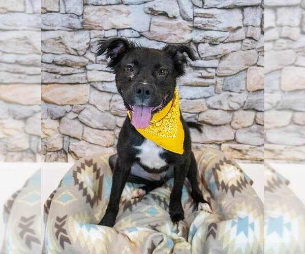 Medium Photo #5 Bulldog-Retriever  Mix Puppy For Sale in Kennesaw, GA, USA