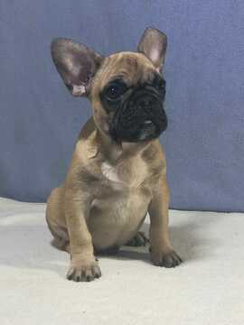 Medium Photo #1 French Bulldog Puppy For Sale in WESTON, FL, USA
