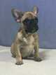 Small Photo #1 French Bulldog Puppy For Sale in WESTON, FL, USA