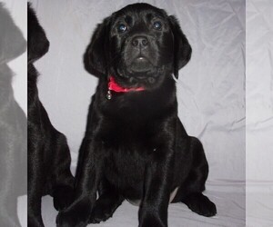 Labrador Retriever Puppy for sale in CALIENTE, CA, USA