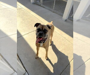 Boxer Dogs for adoption in Woodbury, MN, USA