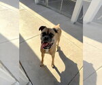 Small Boxer