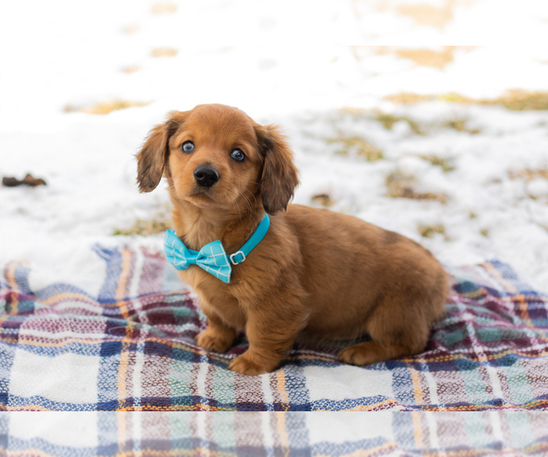 Medium Photo #2 Dachshund Puppy For Sale in BREMEN, IN, USA