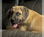 Small #3 Mastiff