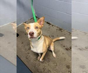 Siberian Husky-Unknown Mix Dogs for adoption in Woodland, CA, USA