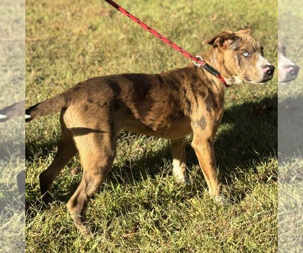 Medium Photo #2 Sheprador Puppy For Sale in Yardley, PA, USA