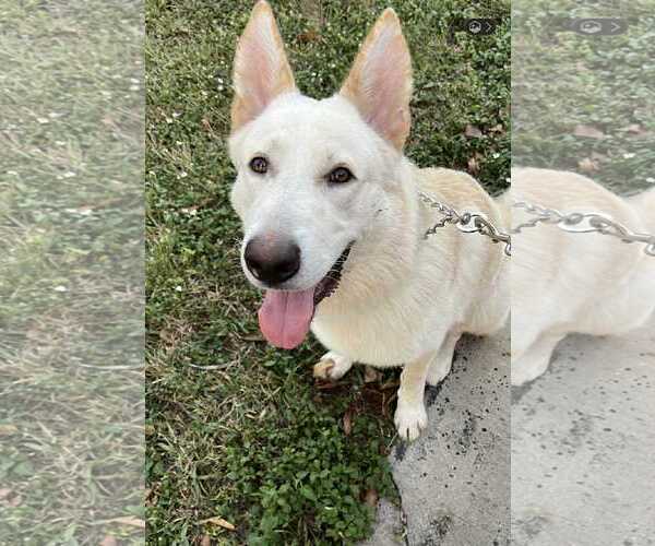 Medium Photo #4 German Shepherd Dog Puppy For Sale in Plantation, FL, USA