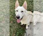Small #3 German Shepherd Dog