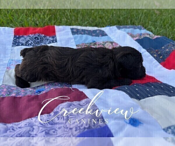Medium Photo #31 Schnoodle (Miniature) Puppy For Sale in NIANGUA, MO, USA