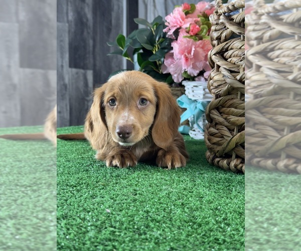 Medium Photo #5 Dachshund Puppy For Sale in CANOGA, NY, USA