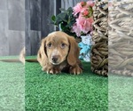Small #4 Dachshund