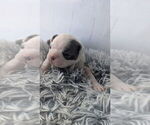 Small Photo #4 Boston Terrier Puppy For Sale in ROCHESTER, NH, USA