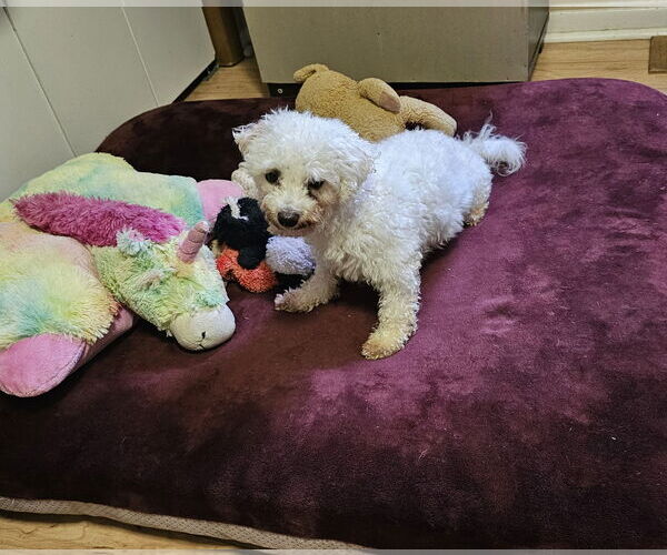 Medium Photo #2 Poodle (Miniature) Puppy For Sale in Jackson, NJ, USA
