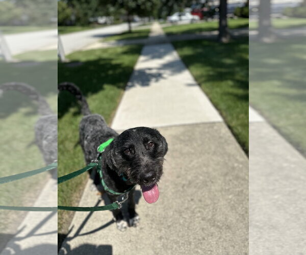 Medium Photo #3 Poodle (Standard)-Unknown Mix Puppy For Sale in Plainfield, IL, USA