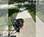 Small #2 Poodle (Standard) Mix
