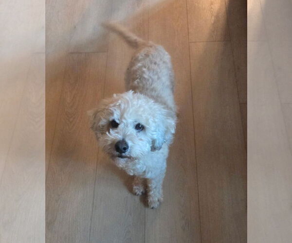 Medium Photo #2 Cockapoo (Miniature) Puppy For Sale in Brooklyn Center, MN, USA