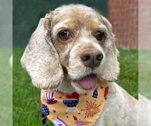 Cocker Spaniel Dogs for adoption in Arlington, VA, USA
