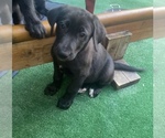 Puppy 5 German Shepherd Dog-Labradoodle Mix