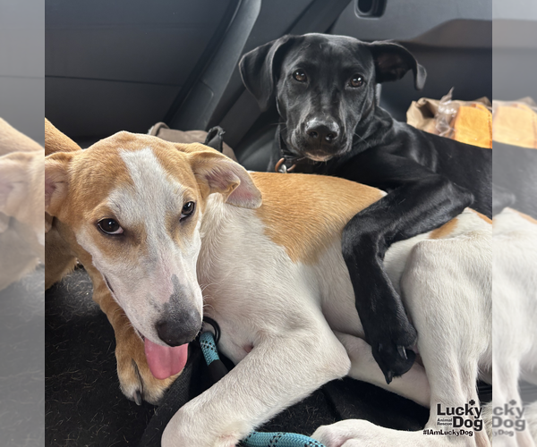 Medium Photo #8 Labrador Retriever-Unknown Mix Puppy For Sale in Washington, DC, USA