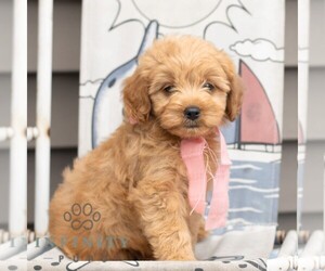 Goldendoodle (Miniature) Puppy for sale in NEWMANSTOWN, PA, USA